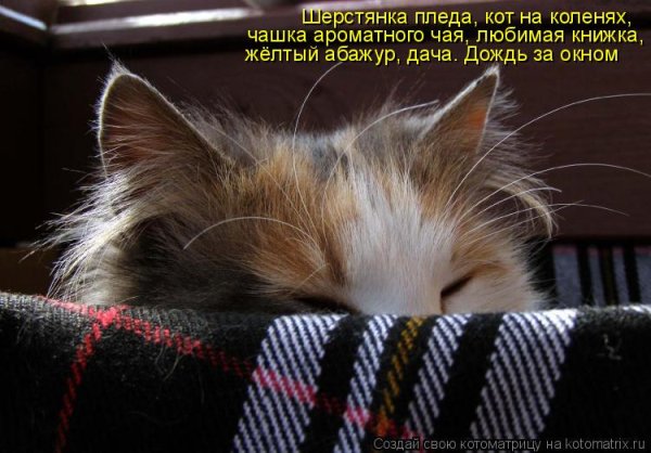 Полкило конфеток тишина и кот счастье интроверта