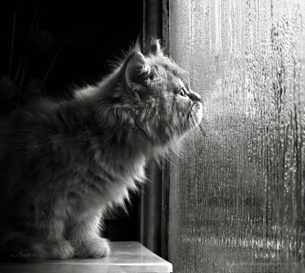 Котики дождь