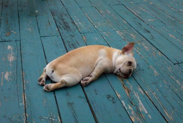 Тяжел собачий век и в дождь и в снег и в слякоть