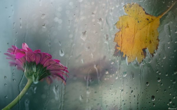 Картинки на рабочий стол дождь