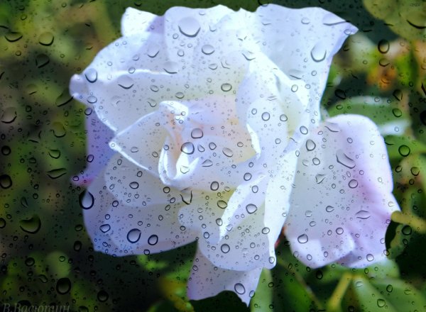 Капли летнего дождя