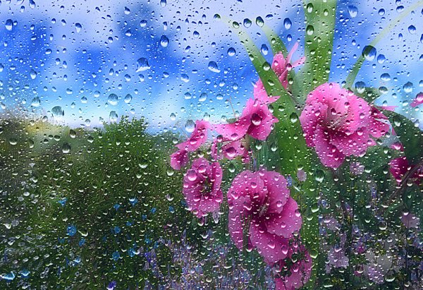 Летний дождь обильный тёплый