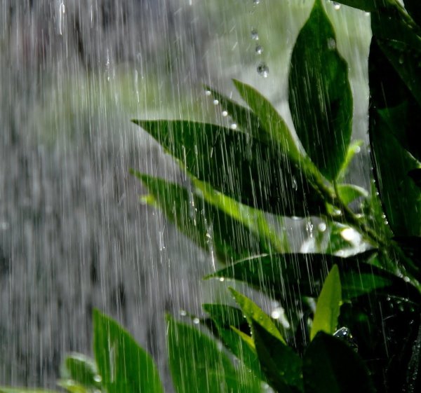 Камень под дождем