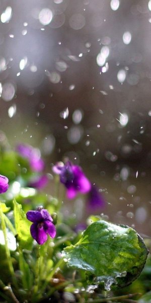 Красивый дождь