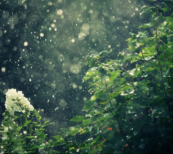 Природа дождь