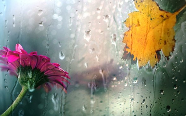 Цветы за мокрым стеклом