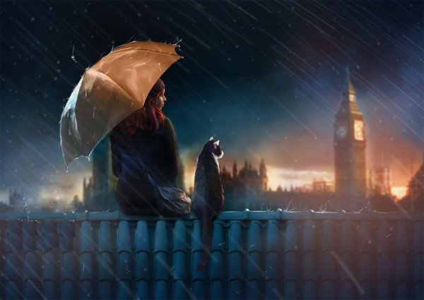 Кот на крыше под дождем