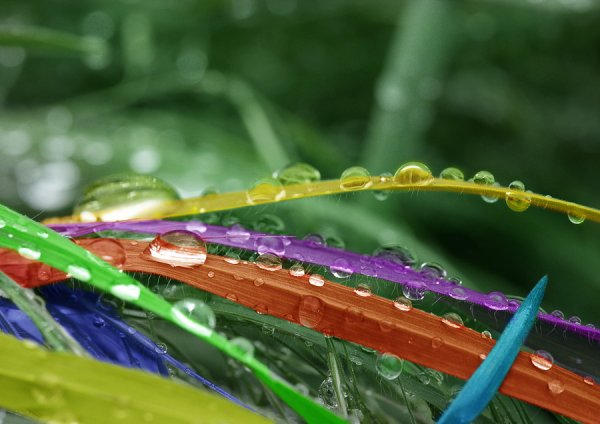 Радужная трава