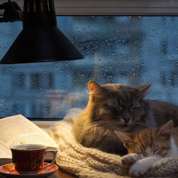 Уютный вечер с кошкой