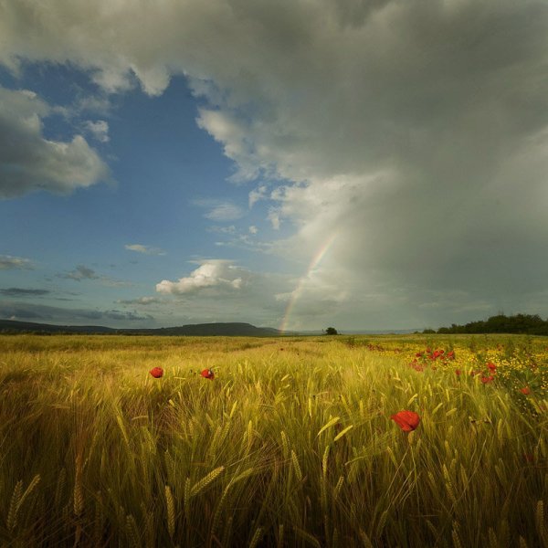 Дождь в поле