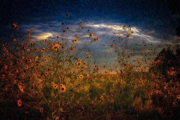 Летний дождь