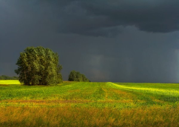Неохотно и несмело Тютчев иллюстрация