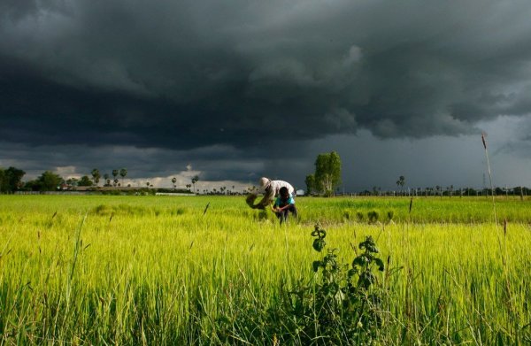 Летний дождь в поле