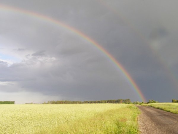 Дождь в поле