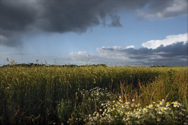 Поле после дождя