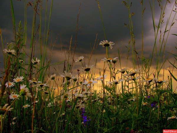 Полевые цветы вечером