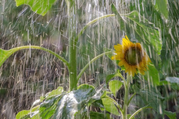 Подсолнухи под дождем