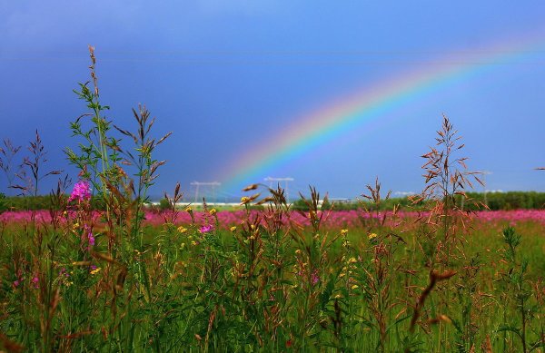 Природа лето Радуга