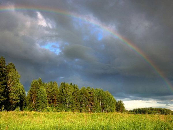 Грибной дождь и Радуга