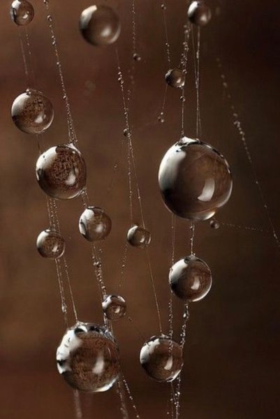 Коричневый дождь