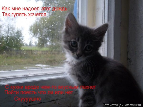 Дождь надоел