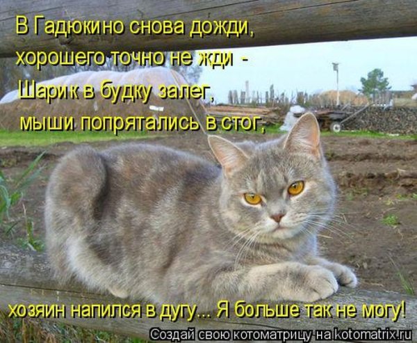 Опять дождь