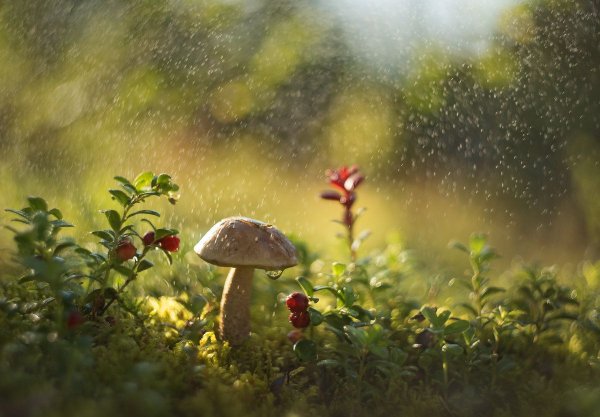 Летний грибной дождь