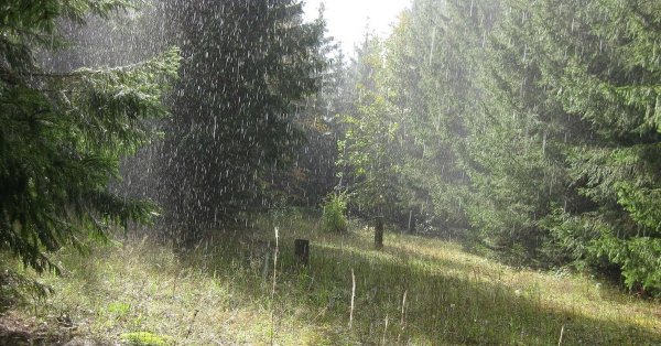 Грибной дождь в лесу