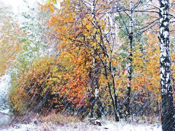 Лес в ноябре картина