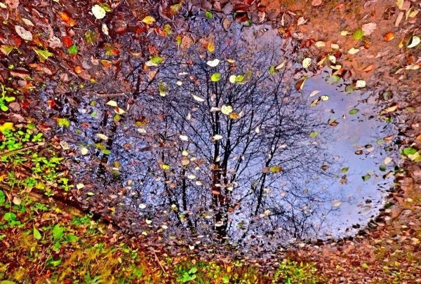 Осенние лужи