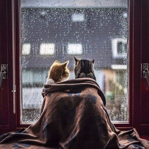 Кот под дождем