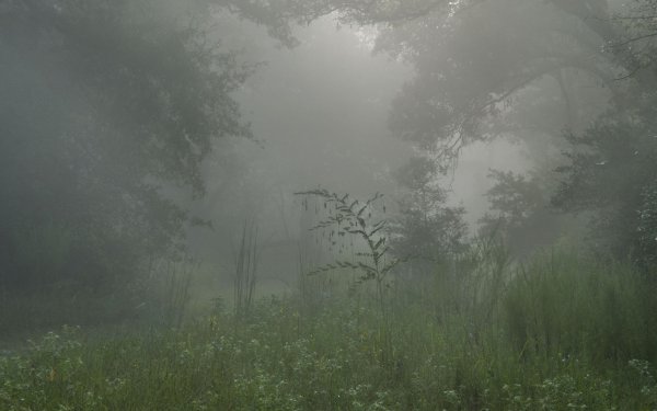 Лес Поляна туман