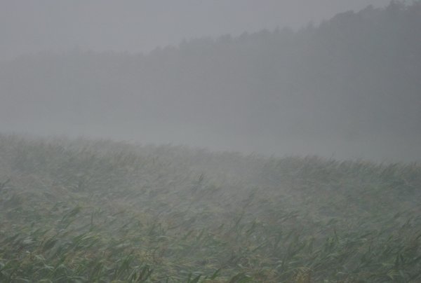 Туман дождь гроза