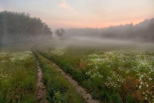 Туман в поле