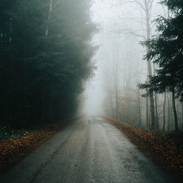 Дорога в лесу