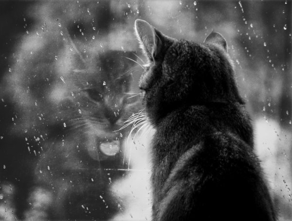Одинокий кот