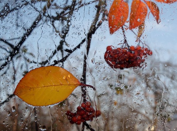 Поздняя осень дождь