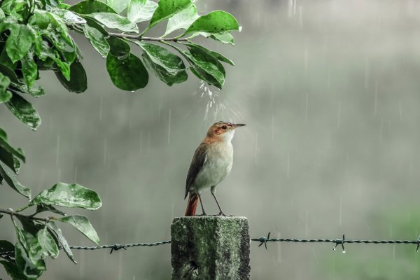 Звучащая природа