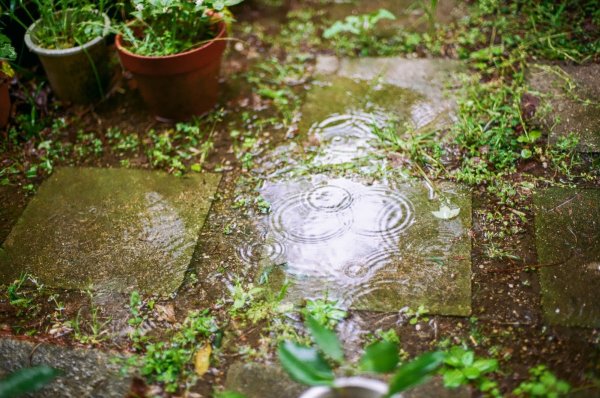 Rainy Garden