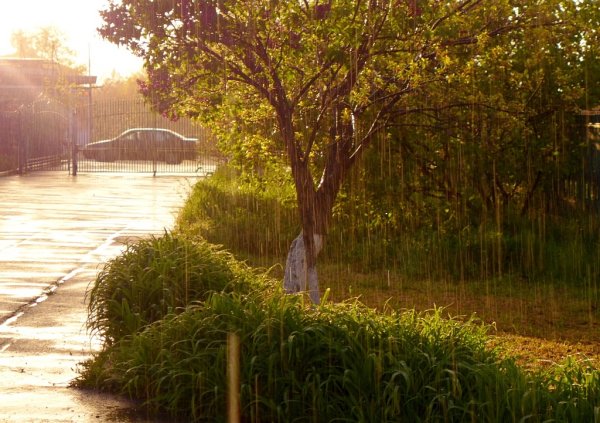 Весенний парк после дождя