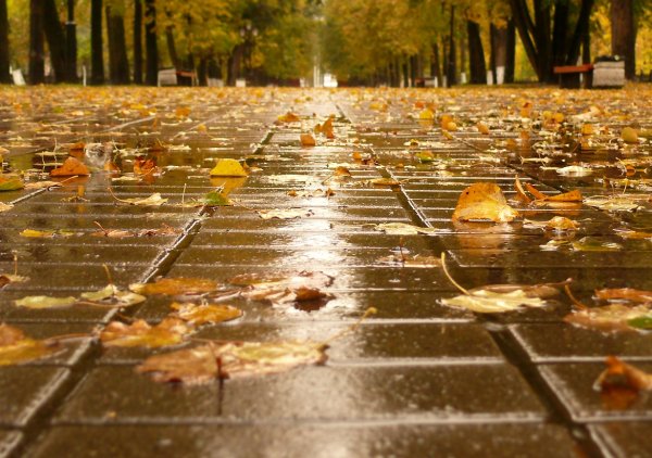 Дождливая осень в Москве