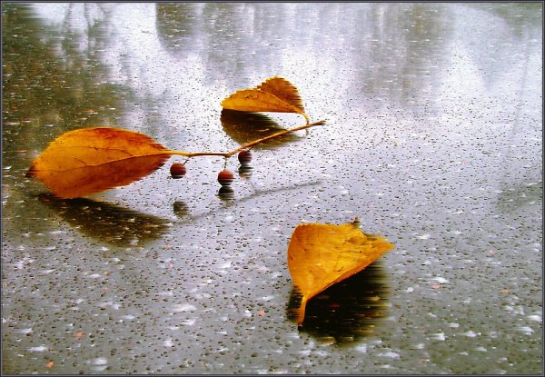 Дождливая осень анимация