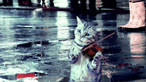 Котик под дождем