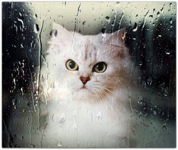 Кошка и дождь