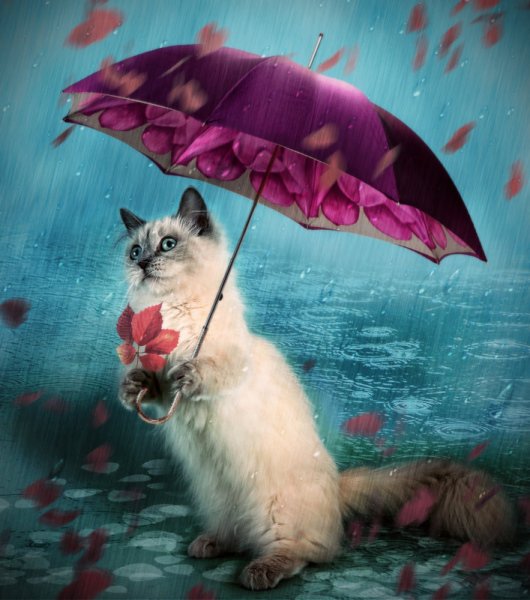 Котик под зонтиком