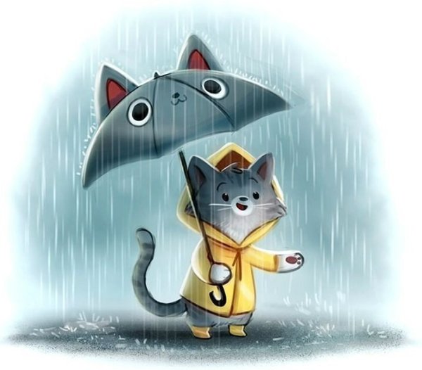 Кот и дождь