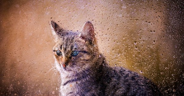 Котик под дождем