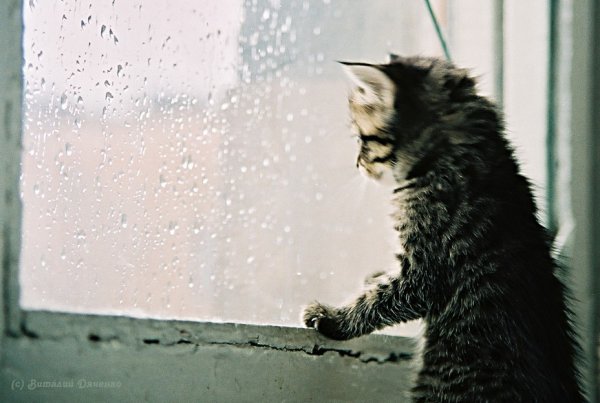 Котенок в окне дождь