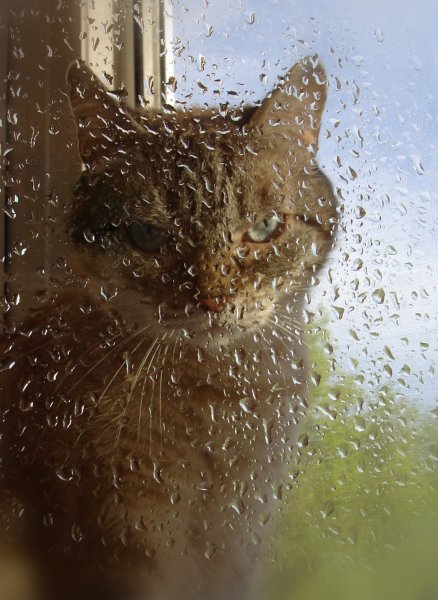 Кот и дождь