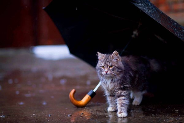 Котик под дождем